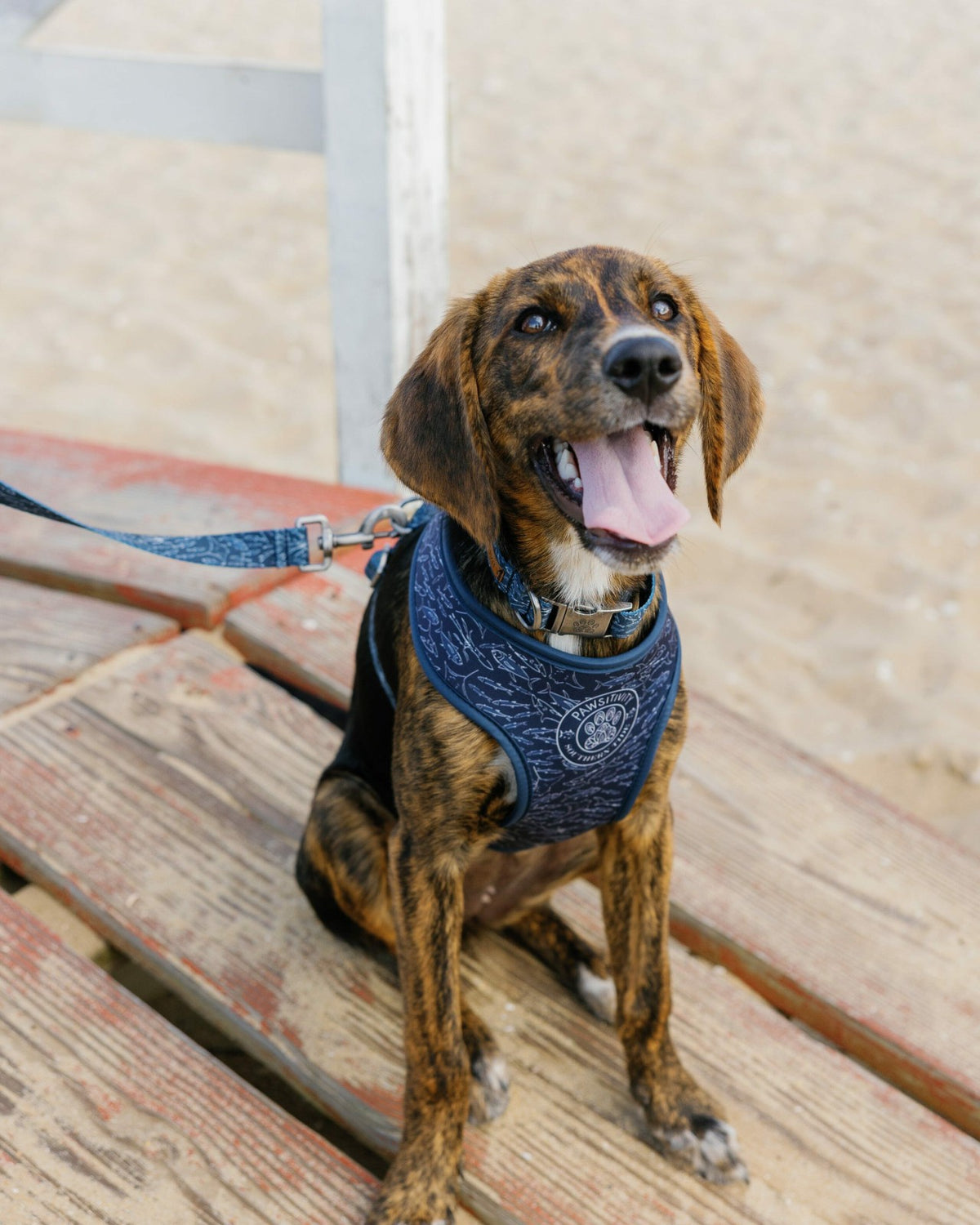 ST x Pawsitivity Schooling Fish Dog Harness | Southern Tide Top Pick
