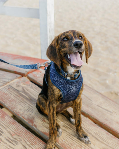 ST x Pawsitivity Schooling Fish Dog Harness | Southern Tide Top Pick
