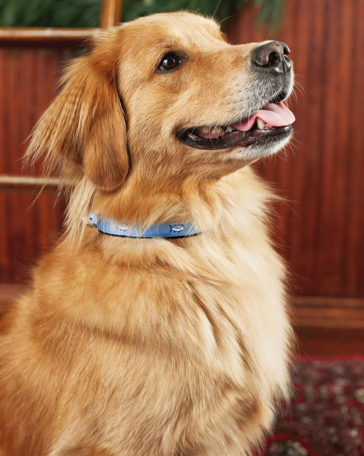 Dog Collars - Skipjack Blue - Nylon | Southern Tide Customer Favorite